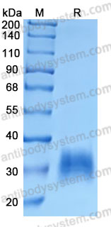 Recombinant Human CD305/LAIR1 Protein, C-His (Active)