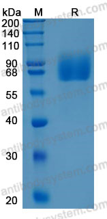 Recombinant Human CD85h/LILRA2 Protein, C-His (Active)