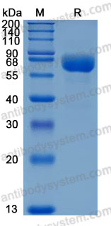 Recombinant Human CD85d/LILRB2/ILT4 Protein, C-His (Active)