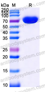 Biotinylated Human CD85d/LILRB2/ILT4 Protein, C-Avi-His