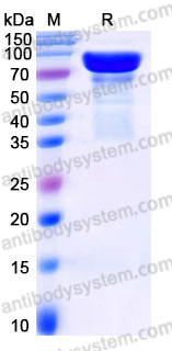 Recombinant Human CD85k/LILRB4/ILT3 Protein, C-Fc (Active)