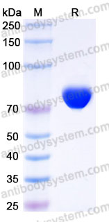 Biotinylated Human CD85j/LILRB1/ILT2 Protein, C-His-Avi