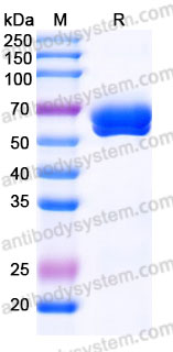 Biotinylated Human CD366/HAVCR2/TIM-3 Protein, C-Fc-Avi