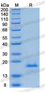 Recombinant Human IL38/IL1F10 Protein, No tag (Active)