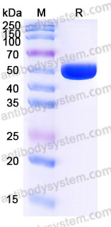 Biotinylated Human CD112/Nectin-2 Protein, C-His-Avi