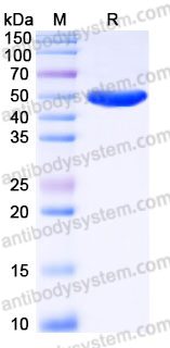Recombinant Human CD112/Nectin-2/PVRL2 Protein, C-His (Active)