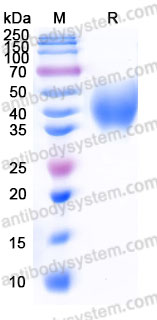 Biotinylated Human CD352/SLAMF6 Protein, C-His-Avi
