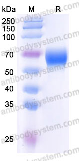Biotinylated Human CD217/IL17RA Protein, C-His-Avi