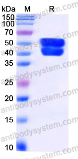 Recombinant Human CD268/TNFRSF13C/BAFFR Protein, C-Fc (Active)