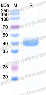 Biotinylated Human CD319/SLAMF7 Protein, C-His-Avi