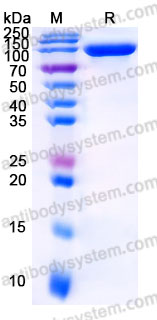 Biotinylated Human CD274/PD-L1/B7-H1 Protein, C-Fc-Avi