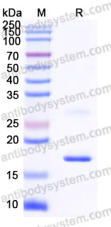 Recombinant Human GDF2 Protein, N-8His-flag (Active)