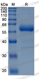 Recombinant Human CD370/CLEC9A Protein, N-hFc (Active)