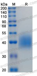 Recombinant Human CD89/FCAR Protein, C-His (Active)