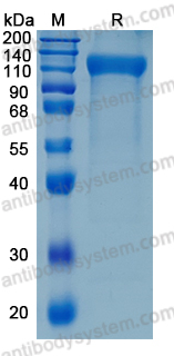 Recombinant Human SIGLEC11 Protein, C-hFc-His (Active)