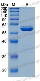 Recombinant Human BTNL8 Protein, C-hFc-His (Active)