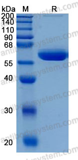 Recombinant Human VSIG2 Protein, C-hFc (Active)
