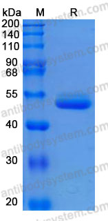 Recombinant Human SECTM1 Protein, C-hFc-His (Active)