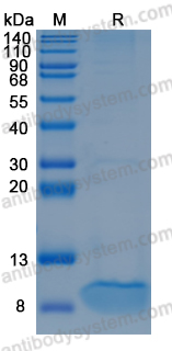 Recombinant Mouse C5/Complement C5 Protein, No tag (Active)