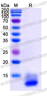 Recombinant Mouse EGF Protein, C-His (Active)