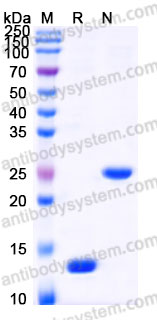 Recombinant Mouse TGFB1/TGF-beta-1 Protein, Tag free (Active)