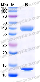 Biotinylated Mouse Latent TGF-beta-1 Protein, N-8*His-Avi
