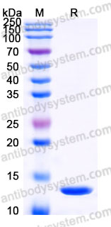 Recombinant Mouse NGF/Beta-NGF Protein, Tag free (Active)