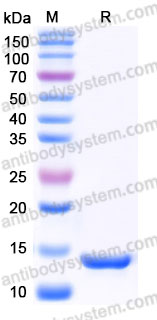 Recombinant Mouse TNFa/TNF-alpha Protein, Tag free (Active)
