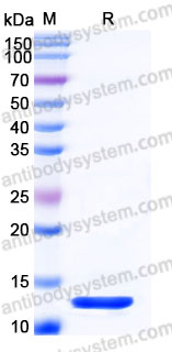 Recombinant Mouse IFNG/IFN-gamma Protein, Tag free (Active)