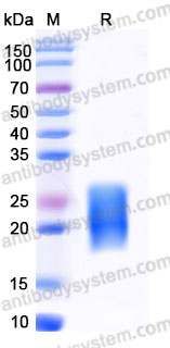 Recombinant Mouse CSF2/GM-CSF Protein, C-His (Active)