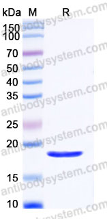 Recombinant Mouse FGF2/FGFb Protein, Tag free (Active)