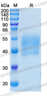 Recombinant Mouse CSF1/M-CSF Protein, C-His (Active)