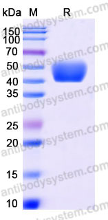 Recombinant Mouse CSF1/M-CSF Protein, Tag free (Active)