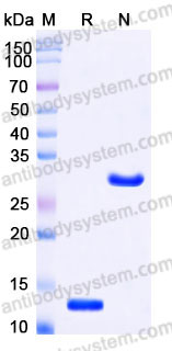 Recombinant Mouse TGFB3/TGF-beta-3 Protein, Tag free (Active)