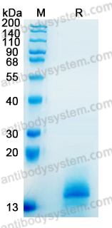 Recombinant Mouse IL7 Protein, No tag (Active)