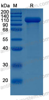 Recombinant Mouse CD62E/SELE Protein, C-hFc-His (Active)