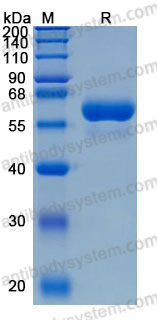 Recombinant Mouse LBP Protein, C-His (Active)