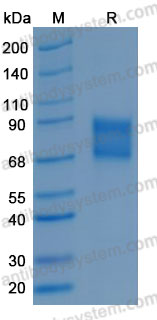 Recombinant Mouse CD120b/TNFRSF1B/TNFR2 Protein, C-hFc-His (Active)