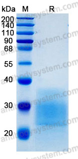 Recombinant Mouse KITLG/SCF Protein, C-hFc-His (Active)