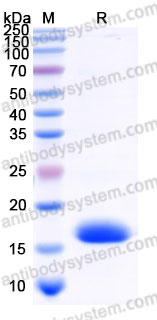 Recombinant Mouse KITLG/SCF Protein, Tag free (Active)