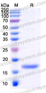 Recombinant Mouse FGF7/KGF Protein, Tag free (Active)
