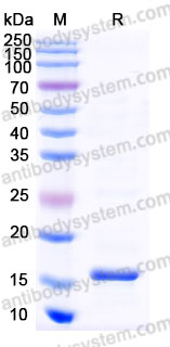 Recombinant Mouse IL10 Protein, Tag free (Active)