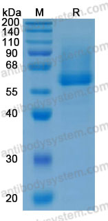 Recombinant Mouse MMP8 Protein, C-His (Active)