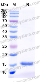 Recombinant Mouse BDNF Protein, Tag free (Active)