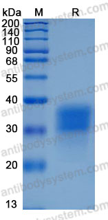 Recombinant Mouse ACVR2A/ACTR-IIA Protein, C-His (Active)