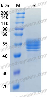 Recombinant Mouse IL12B/IL-12 p40/NKSF2 Protein, C-His (Active)
