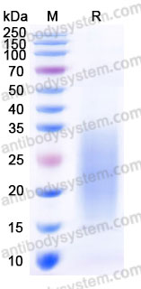 Recombinant Mouse IL13 Protein, C-His (Active)