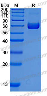 Recombinant Mouse TGFBR2/TGFR-2 Protein, C-hFc-His (Active)