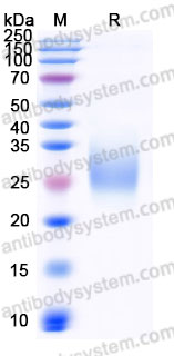 Recombinant Mouse TGFBR2/TGFR-2 Protein, C-His (Active)