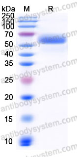 Recombinant Mouse TGFBR2/TGFR-2 Protein, C-Fc (Active)